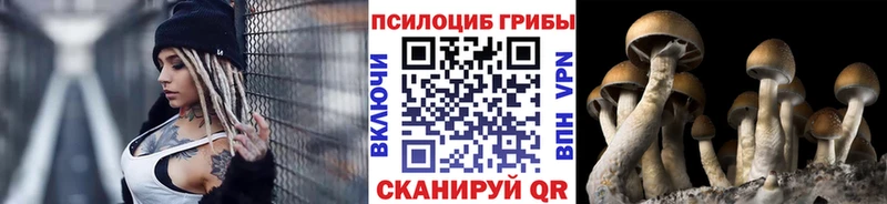 Галлюциногенные грибы Psilocybine cubensis  Шагонар 